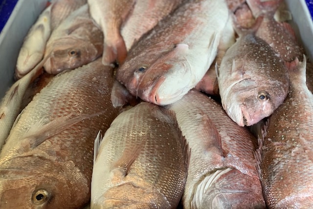 Snapper fish in a tray.