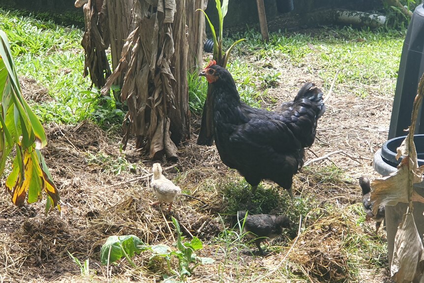 chicken with baby chicks in the garden