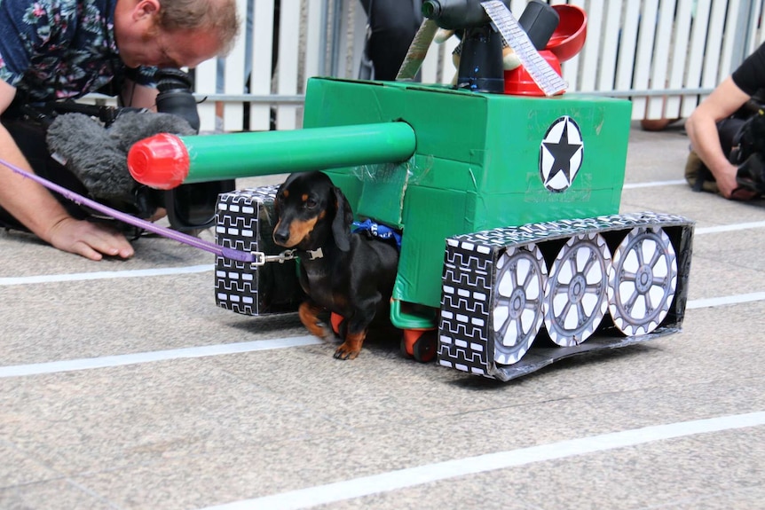 Tank-wearing dachshund at Oktoberfest celebration in Melbourne