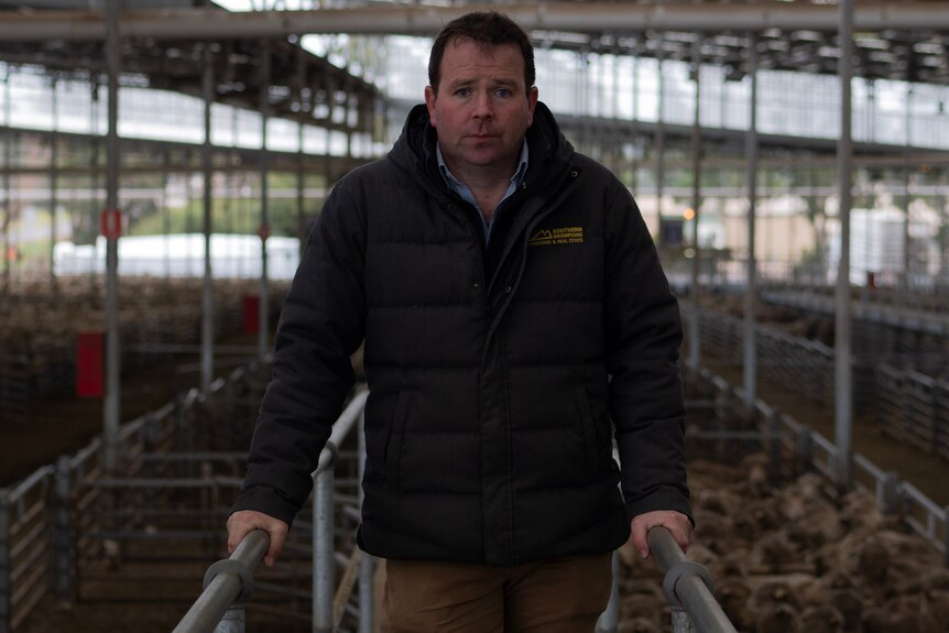 a man stands on a raised gangway with a pen of sheep below him in a saleyard.