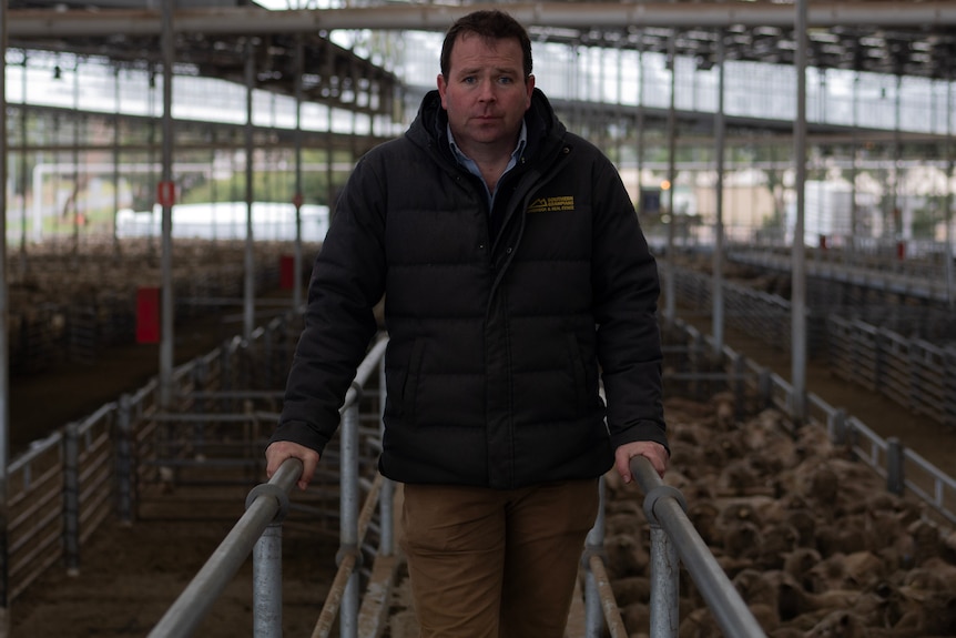 Un homme se tient sur une passerelle surélevée avec un enclos de moutons en dessous de lui dans une cour de vente.