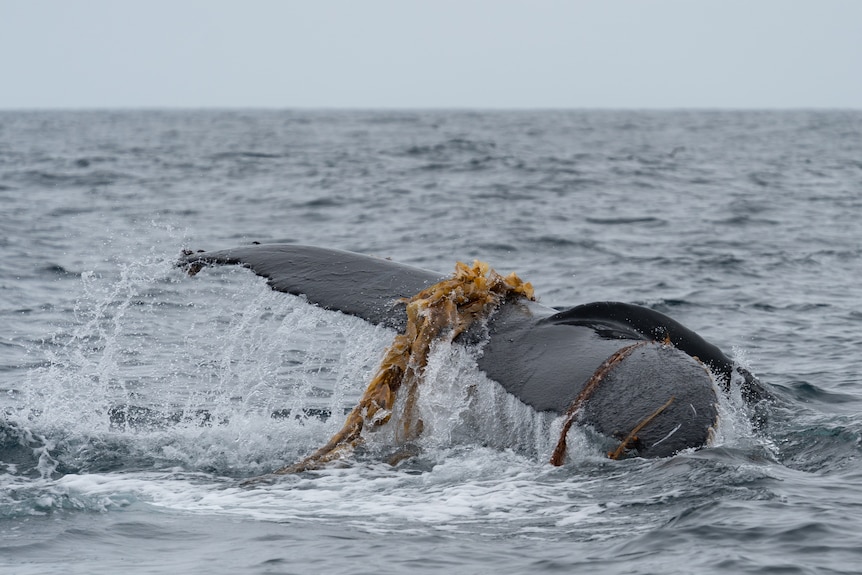 A whale tail breaching with kelp flying off it