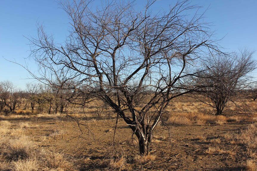 A paddock of dead prickly acacia.