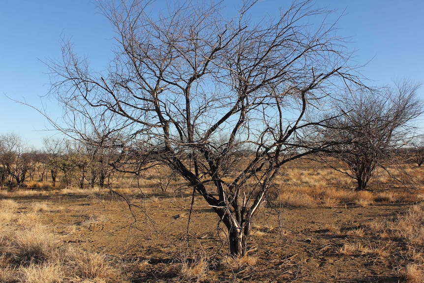 A paddock of dead prickly acacia.