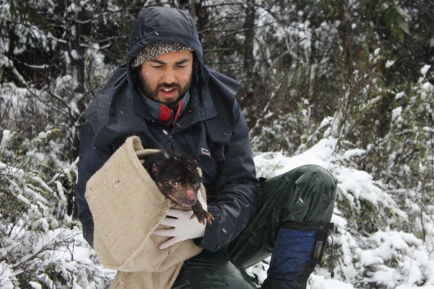 Dr Rodrigo Hamede holds a Tasmanian devil.