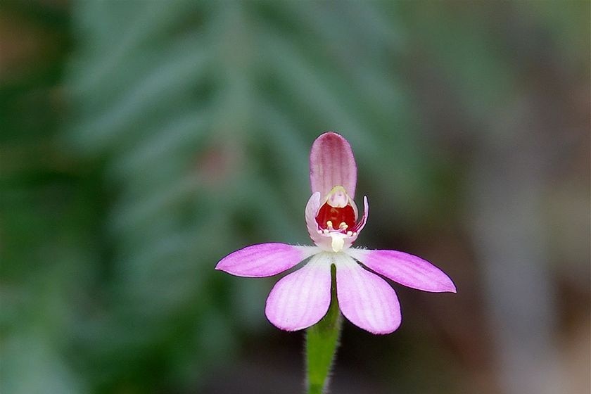 A Tiny Caladenia or Caladenia Pusilla