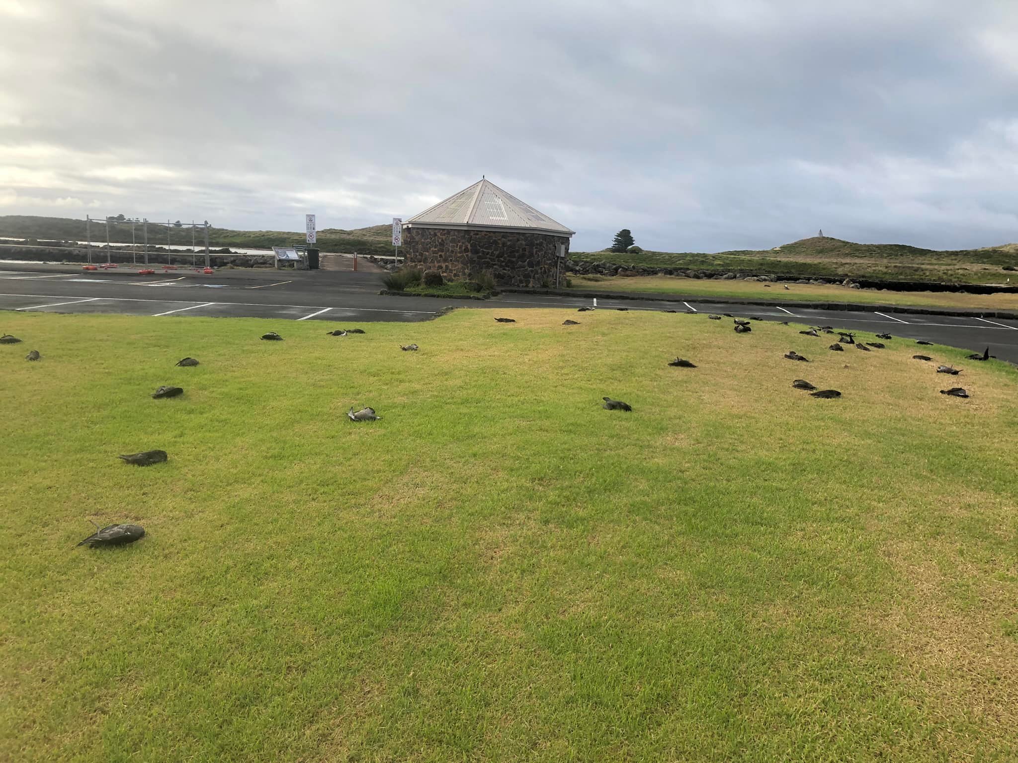 Dead birds on a lawn