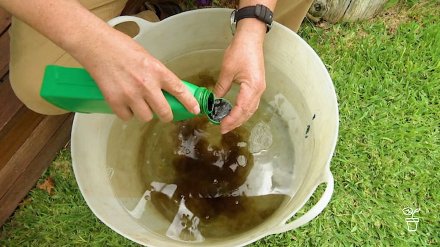 Brown liquid being measured in lid to add to bucket of water