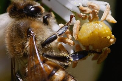 File photo: Honeybee (Getty Images: David Silverman)