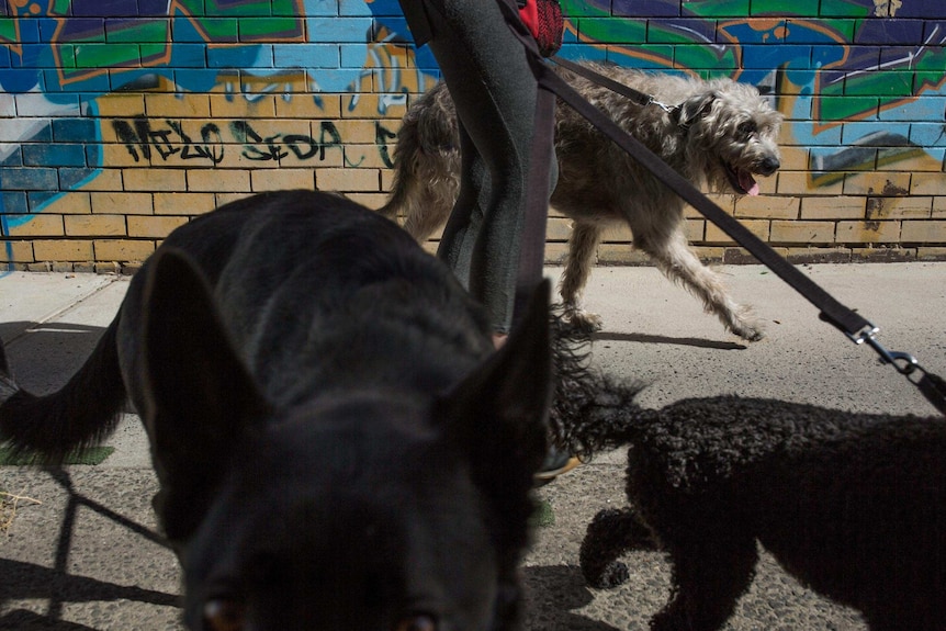 A pavement level view of three leashed dogs walking past a graffiti'd wall.
