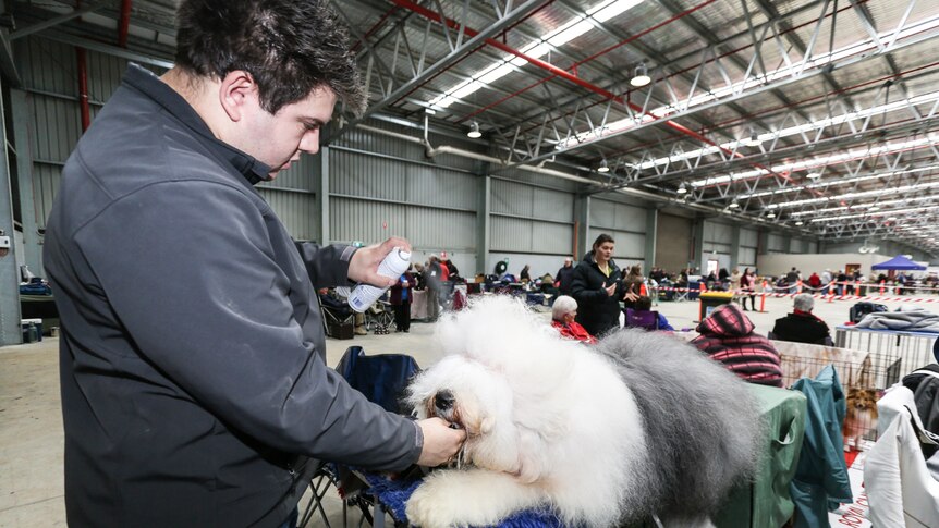 Jason Moore from Melbourne with Bucky spends about eight hours per week grooming his dog.