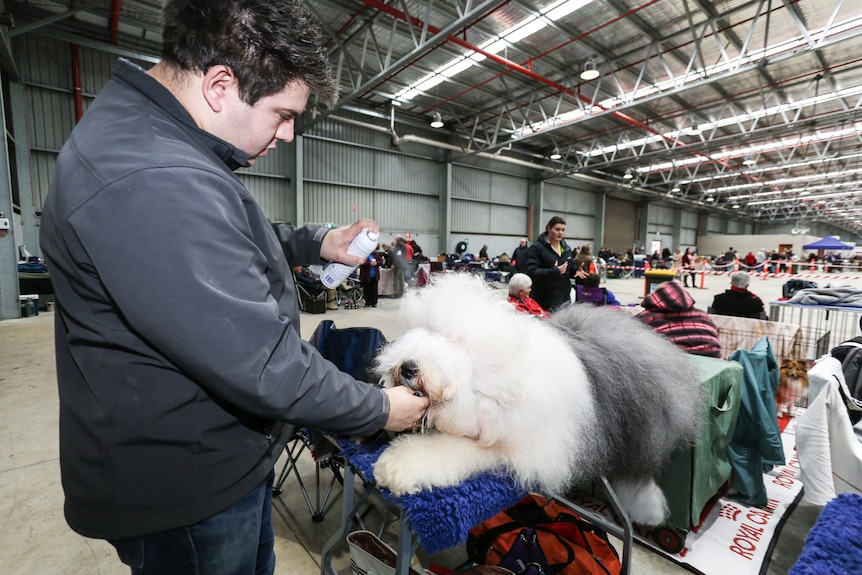 Jason Moore from Melbourne with Bucky spends about eight hours per week grooming his dog.