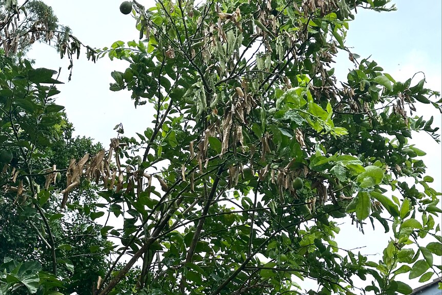 A fruit tree has browning leaves and sick branches