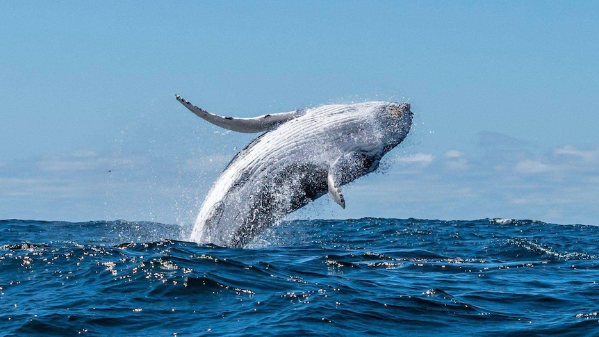 A humpback whale is spotted jumping out of the ocean, showing off its white underside.