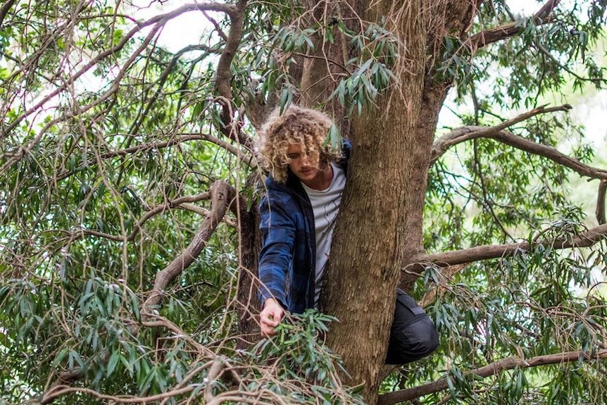 Jared Smith up a tree, picking native fruit.