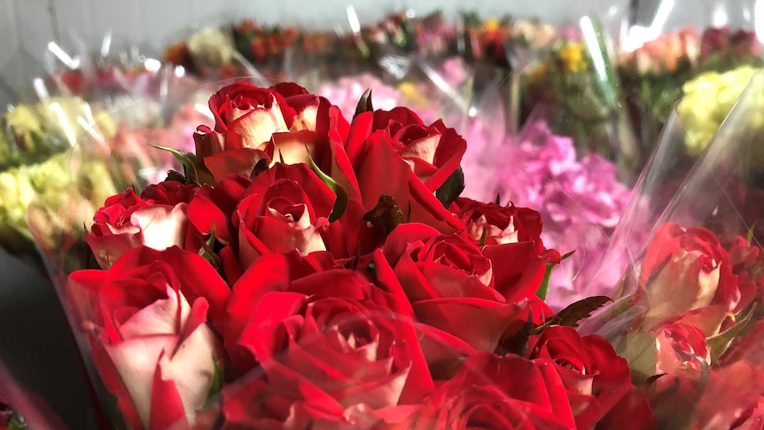 A deep-red bunch of roses in the foreground, with an array of other coloured roses in the background