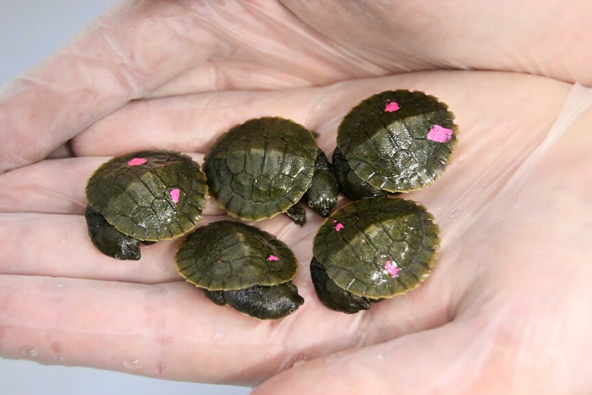 Close up on five tiny turtles, approximately one centimetre each, held in the palm of a gloved hand.