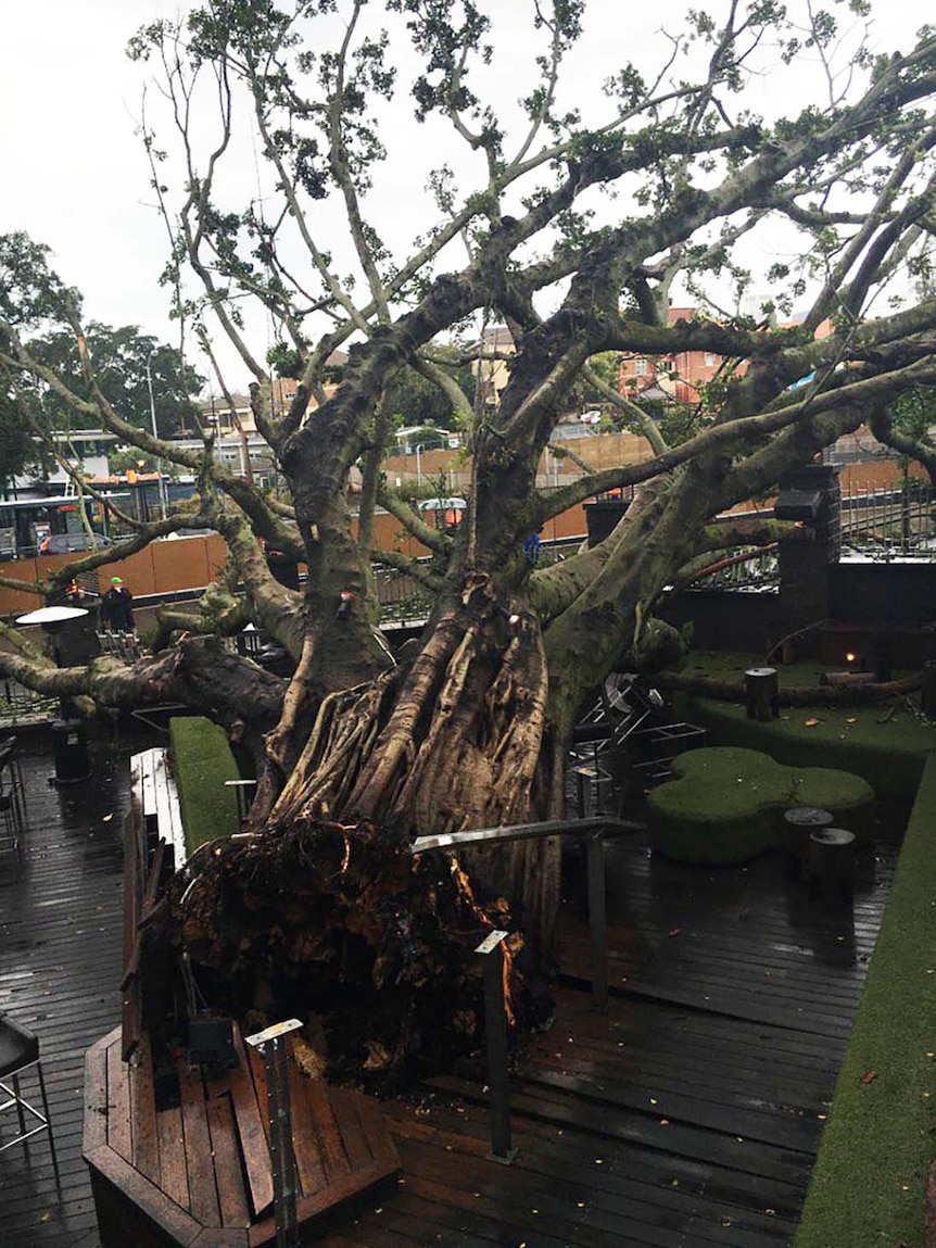 A fallen fig tree in the beer garden at Brisbane's Normanby Hotel.