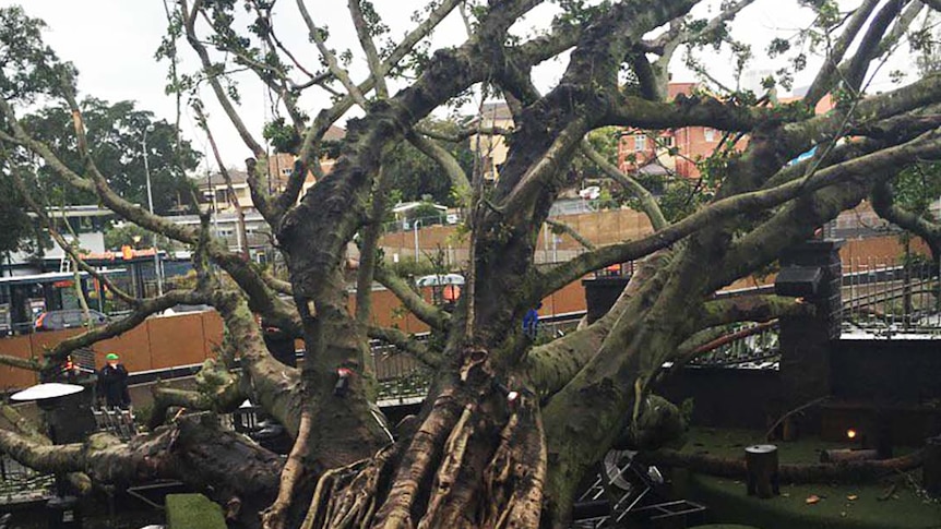 A fallen fig tree in the beer garden at Brisbane's Normanby Hotel.
