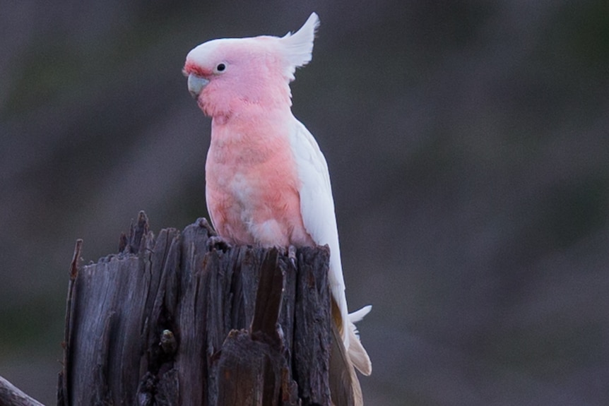 Pale pink cockatoo sitting on a fence post.