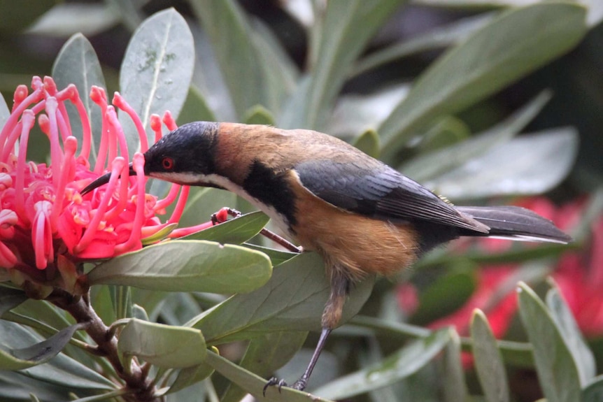 Picture of a brown and black bird in a red flower