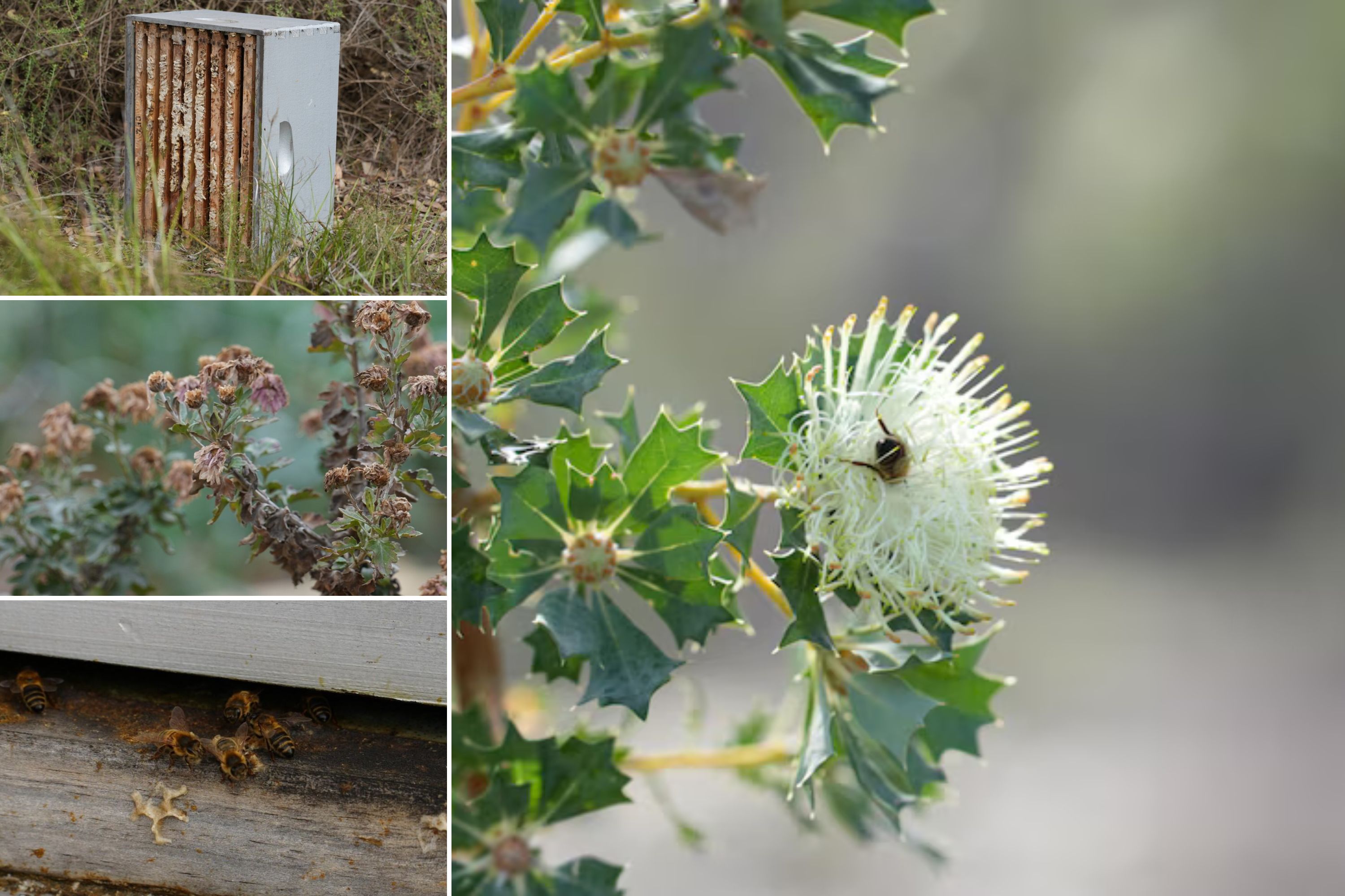 A collage of four photos of flowers and bees