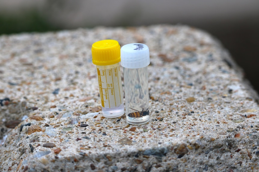 Two vials on a concrete bench - one contains a large bee with a pointed bum, and the other contains a tiny brown mite.