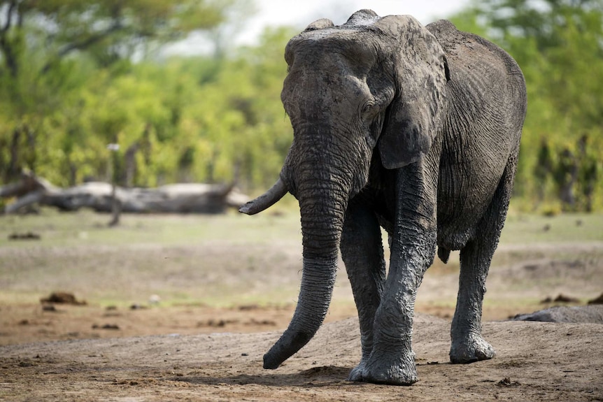 An African elephant