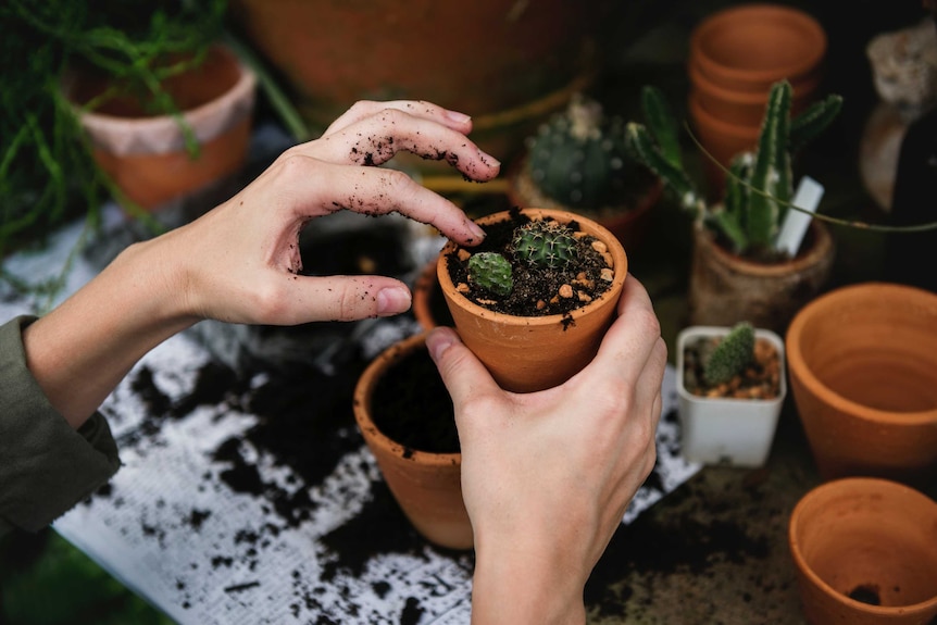 A woman putting cacti in small terracotta pots.