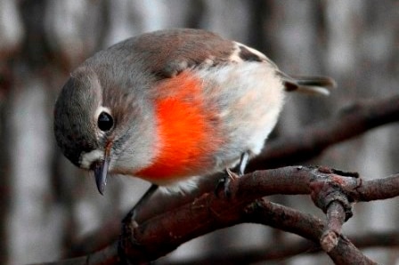 Female scarlet robin