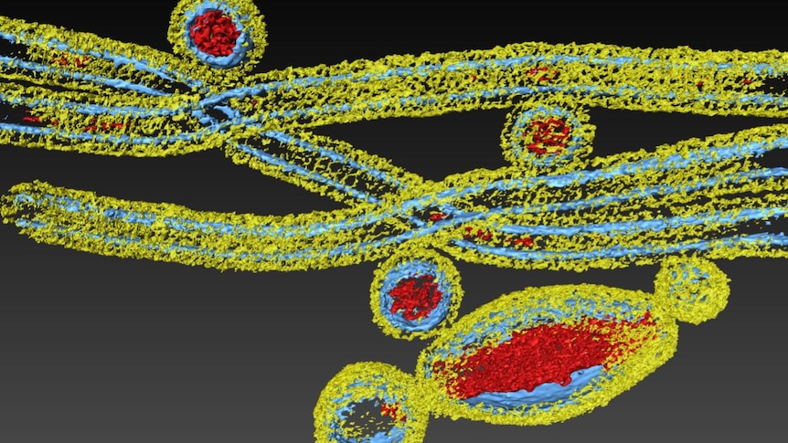 Influenza A virus H3N2