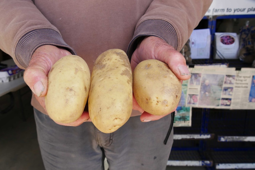 A man hold three cream coloured potatoes.