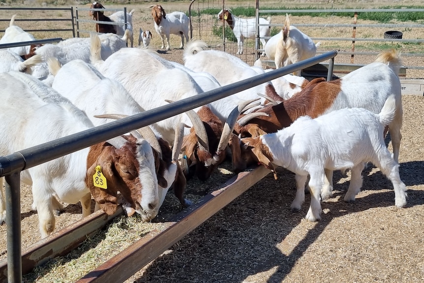 Brown and white goats eat from a trough. 
