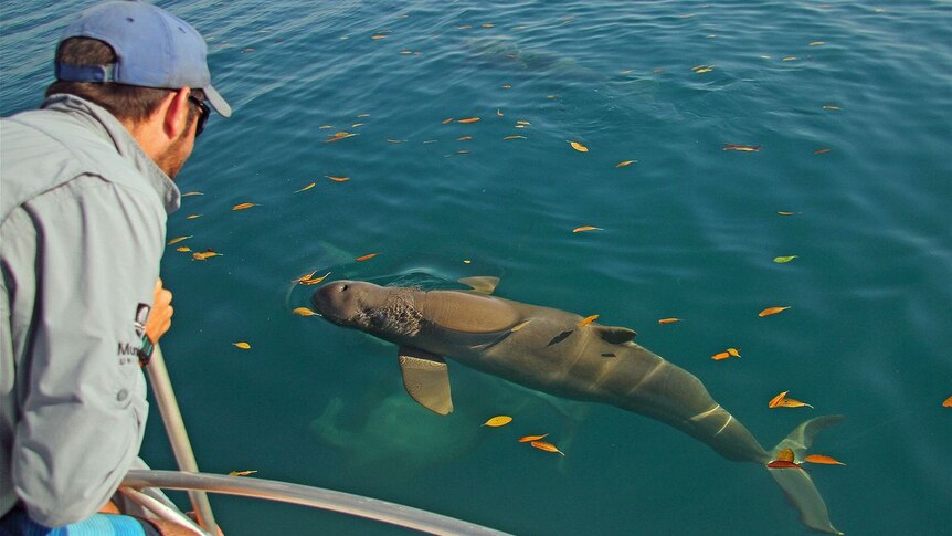 Murdoch University dolphin researcher Alex Brown studies a snubfin dolphin near the north west WA coast.