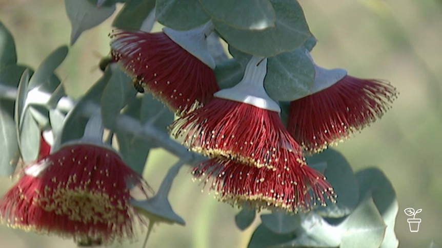 Red gumnut flowers