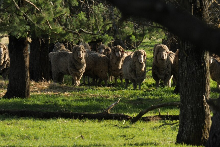 a small flock of rams graze on luch green grass in a wooded paddock.