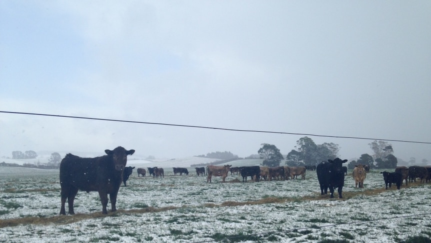 Rare thick snow blanketing the paddocks of north-west Tasmania