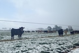 Rare thick snow blanketing the paddocks of north-west Tasmania