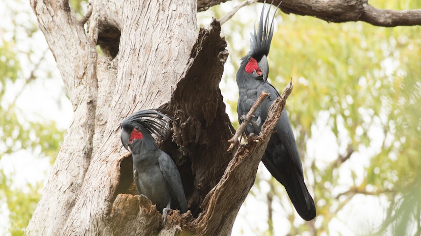 Two black cockatoos with red cheeks in a tree