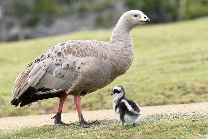 Cape Barren goose and chick.