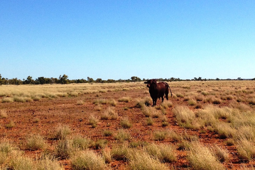 A bull stands in a paddock in the Pilbara region