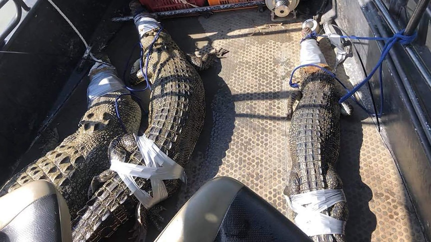 A group of three bounded and taped saltwater crocodiles.