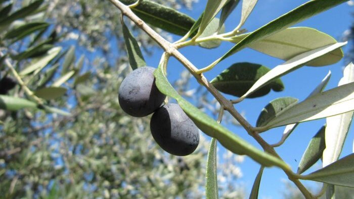 A close up view of a ripe olive hanging from the tree.
