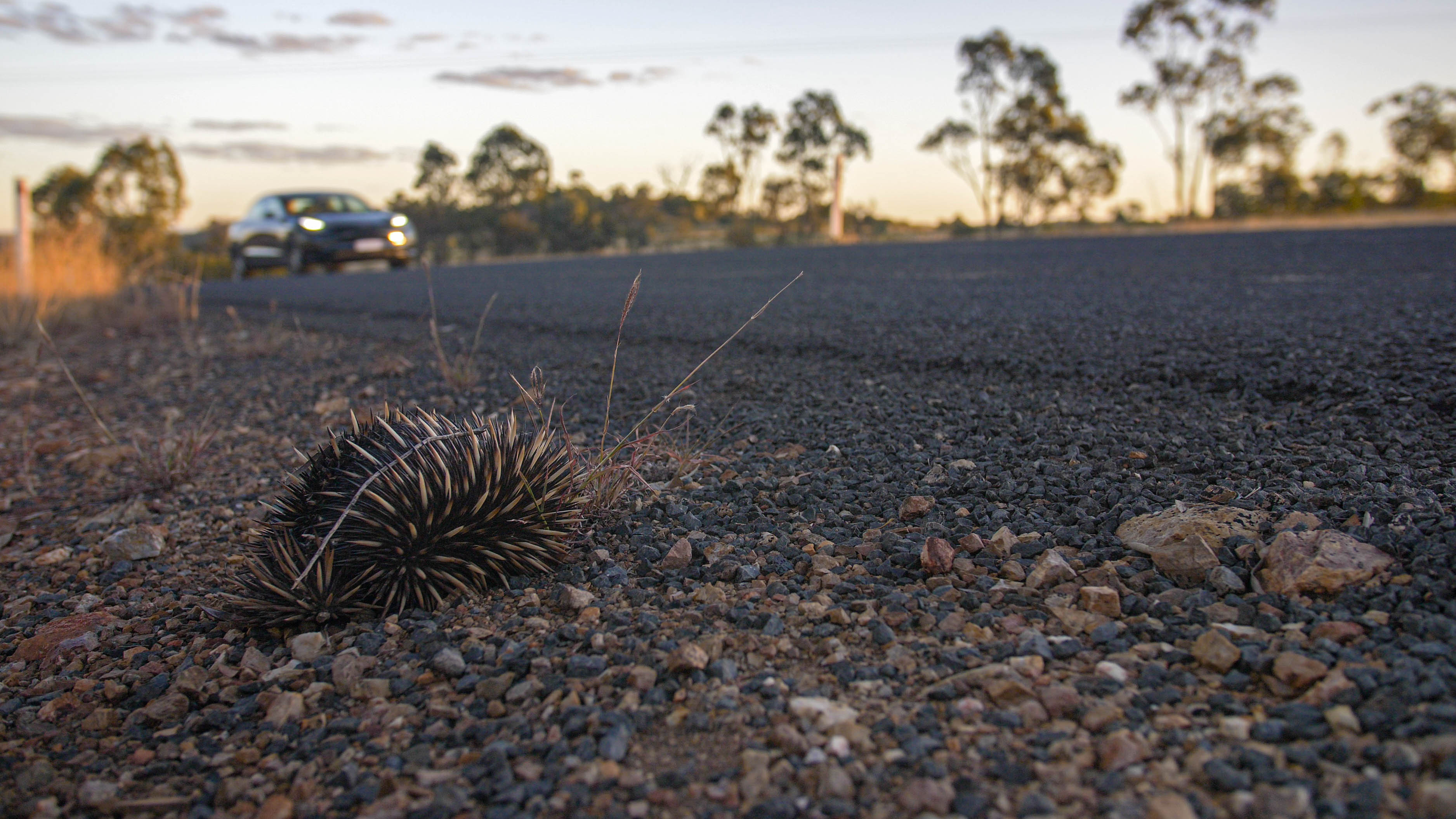An echinda by the side of the road in the foreground, a Tesla on the road in the background.