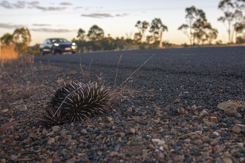 An echinda by the side of the road in the foreground, a Tesla on the road in the background.