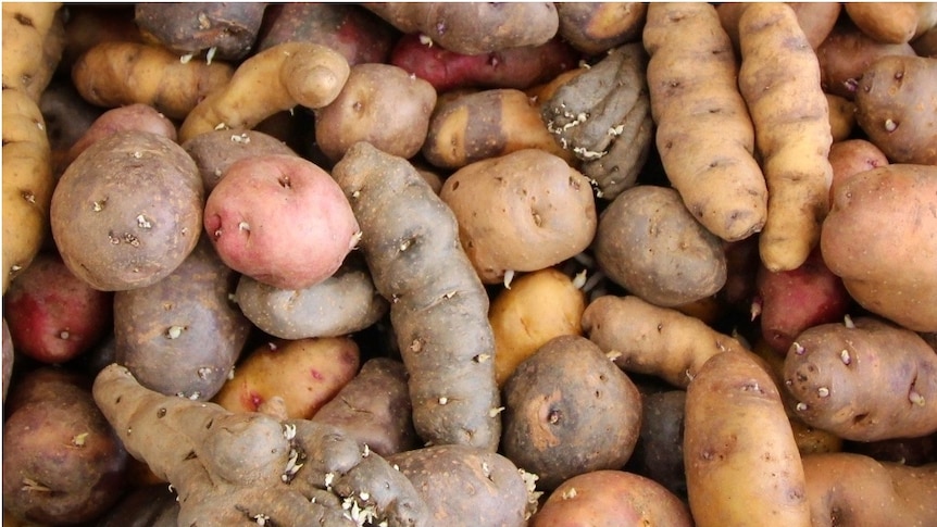 Potatoes grower concern