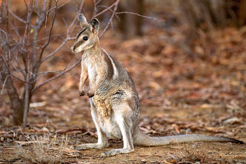 A bridled nailtail wallaby in the wild.