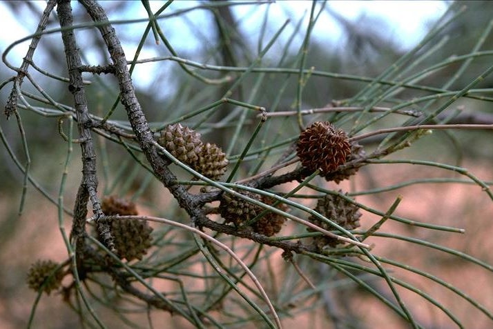 Casuarina cristata