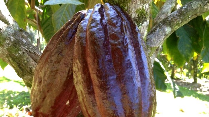 Purple cocoa pods hanging on a tree.
