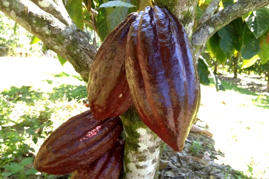 Chocolate pods